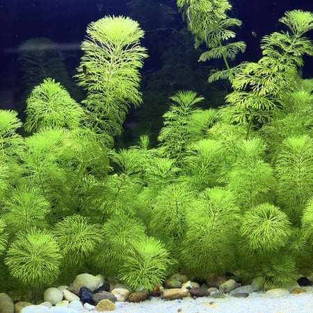 حوض نهري كلاسيك - P52