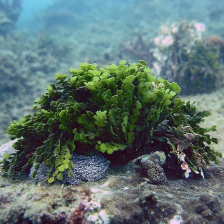 هاليميدا أوبونتيا