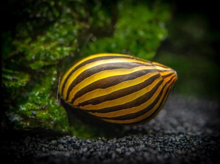 حلزون الزيبرا - Zebra Snail