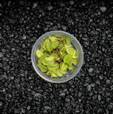 سالفينيا مينما الطافية