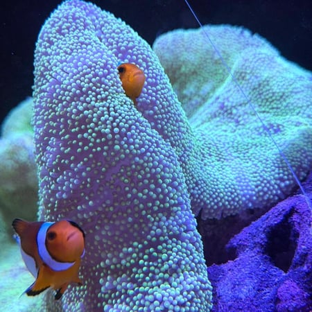 شقائق النعمان البحرية