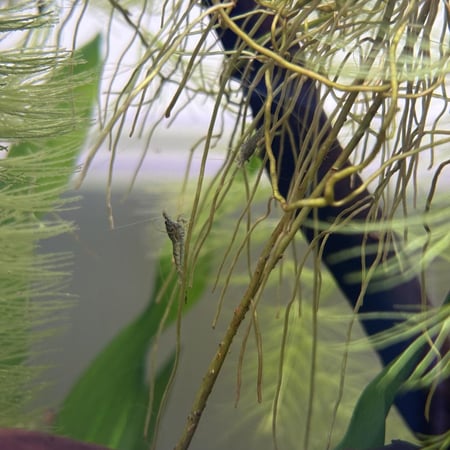 حوض نهري كلاسيك - P54