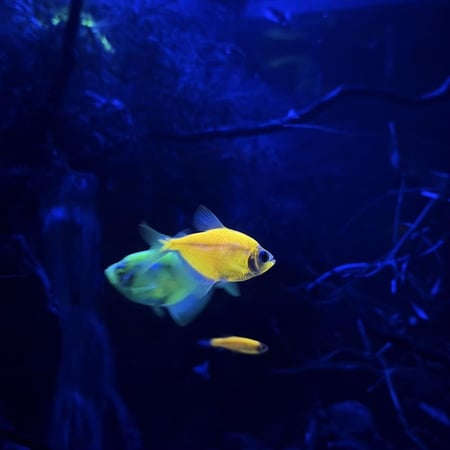 حوض نهري مكعب - P59