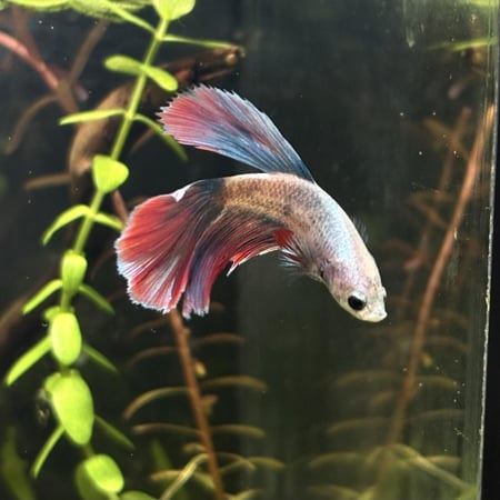 حوض نهري جاهز 13 لتر - A13