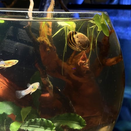 حوض نهري نانو - P06