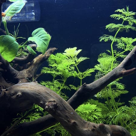 حوض نهري كلاسيك - P64