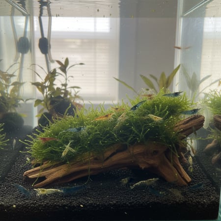 ميستري بوكس شرمب كاريدينا