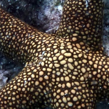 نجم البحر الشبكي البني