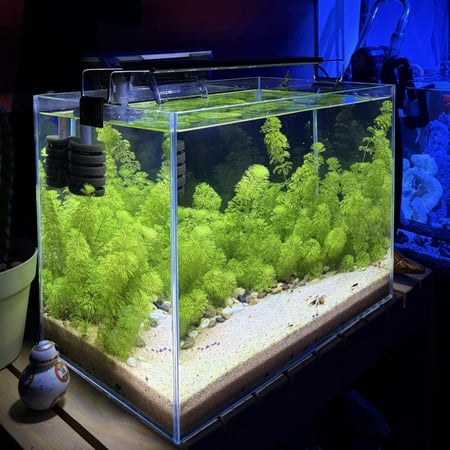 حوض نهري كلاسيك - P52