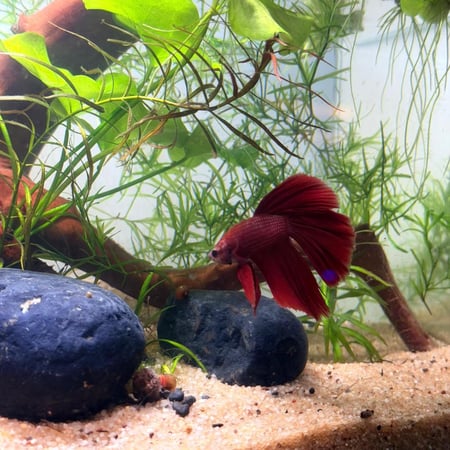 حوض نهري كلاسيك - P65