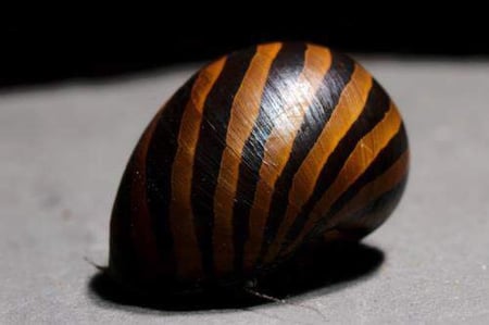 حلزون الزيبرا - Zebra Snail