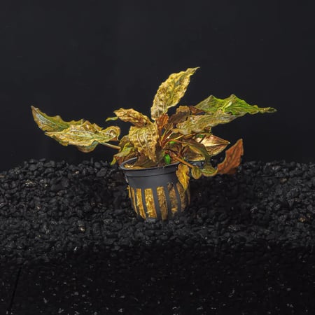 كريبتوكورين