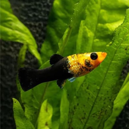 مولي أسود ذهبي