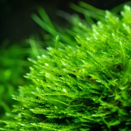 كريسماس موس