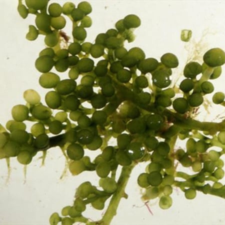 كاوليربا ريسيموزا (عنب البحر)