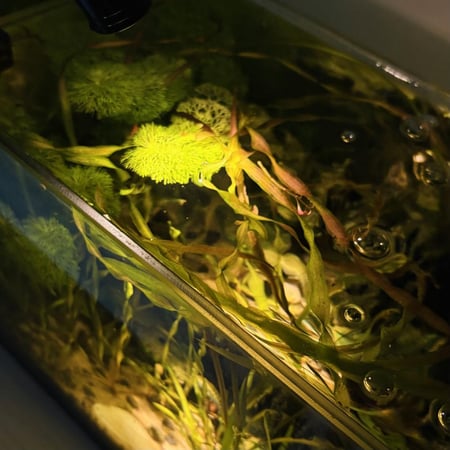 حوض نهري كلاسيك - P35