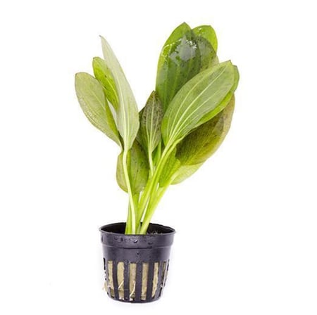 نبتة إيكيهدوروس سورد (Ozelot Sword)