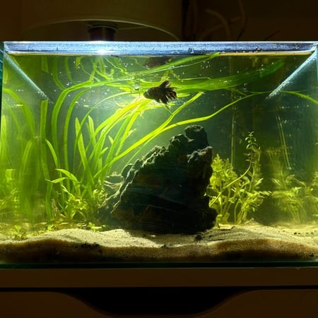 حوض نهري كلاسيك - P17