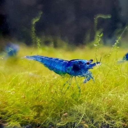 نيوكاريدينا أزرق