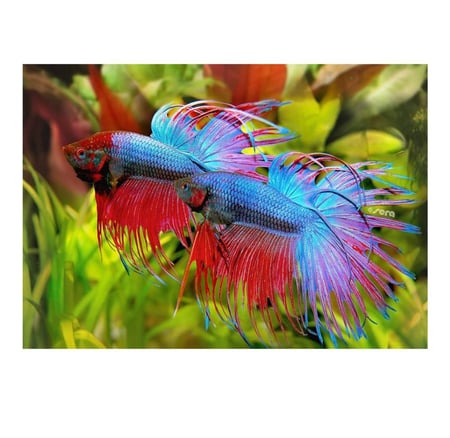 طعام سيرا للفايتر -  Sera Bettagran Natur