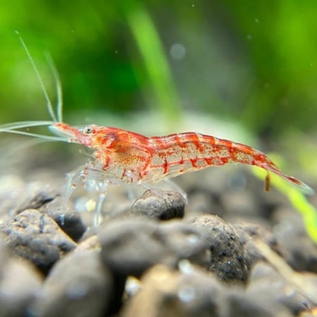 نيوكاريدينا أحمر