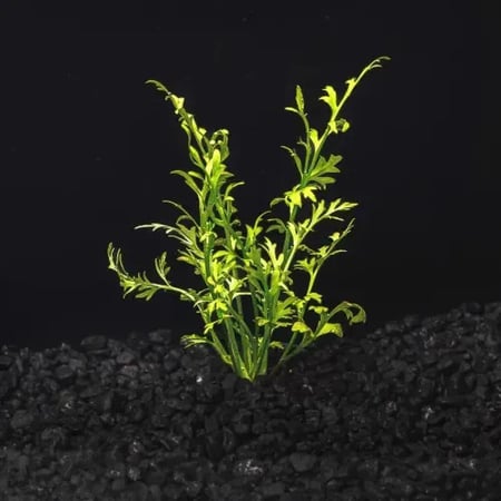 نباتات احواض سمك الزينة