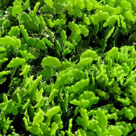 هاليميدا أوبونتيا