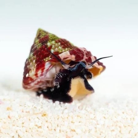 حلزون تروكس مخطط