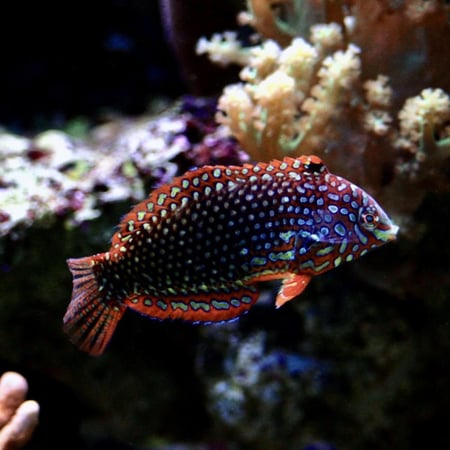 ليوبارد المزخرفة