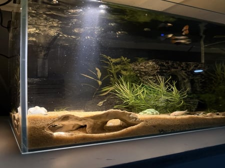 حوض نهري كلاسيك - P26