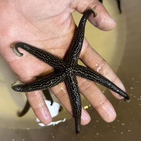 نجم البحر الشبكي البني