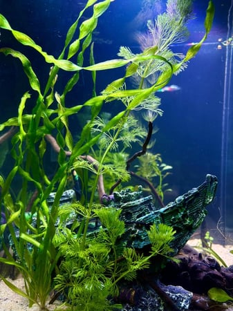 حوض نهري مكعب - P16