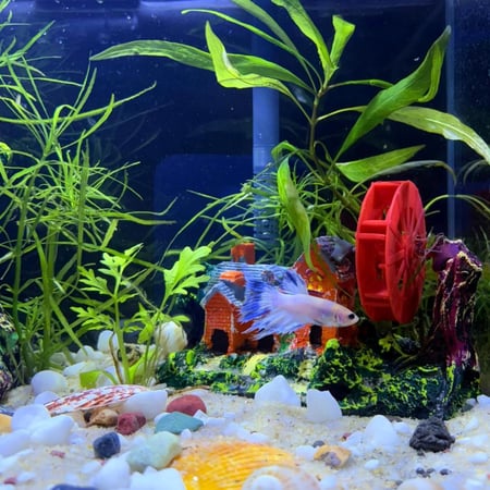 حوض نهري كلاسيك - P11