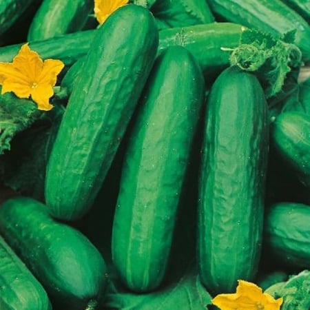 يذور خيار بيتا هجين F1 - متجر بذرات الزراعي