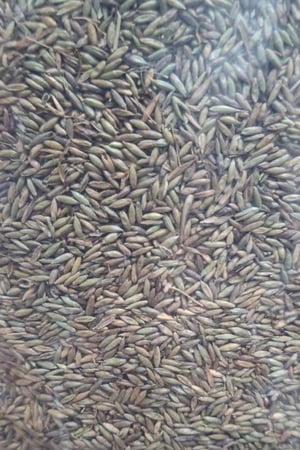 بذور Pagima Green