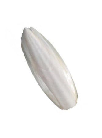 حبار وزن 150جم