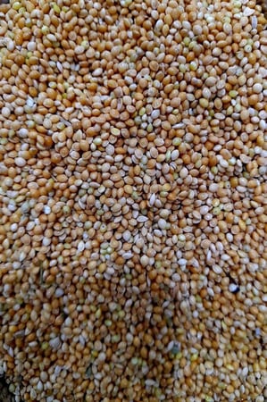 دخن اصفر روسي ( تعبئة 1 كيلو جرام )