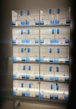 قفص إنتاج بجوانب بلاستيكية 2GR