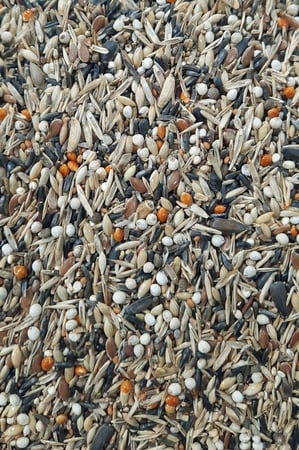 اكل حسون مانيتوبا ( تعبئة 1 كيلو )