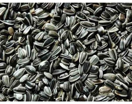 حَب شمسي صغير مانتوبا 12.5 كيلو