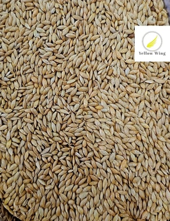 حب كناري سادة مانتوبا ( تعبئة 1 كجم )