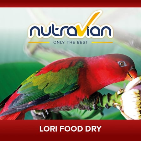 أكل جاف لطائر اللوري وزن 500-جرام
