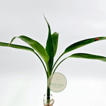 نبات بامبو عصا موسى مع فازه زجاجية