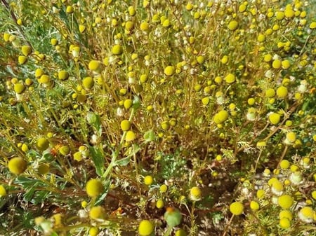 بابونج بري بذور مقدار ملعقة وسط Matricaria aurea