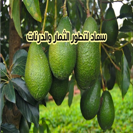 سماد لنمو وتطور الثمار والدرنات