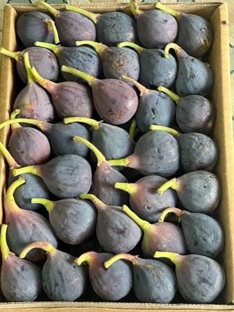 حماط طائفي طازج داخل عبوة فاخرة من أجود فواكه الطائف الموسمية