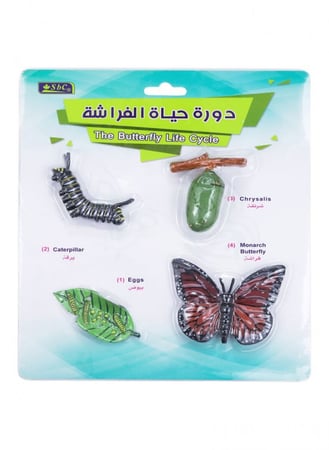 أشكال تعليمية ثلاثية الأبعاد تعلم دورة حياة مكونة من 4 قطع