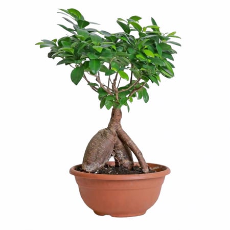 نبتة بونساي