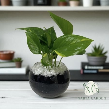 بوتس في اصيص دائري زجاجي مزين باحجار بيضاء