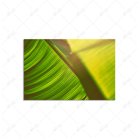 لوحة فنية ورقة نخيل الموز